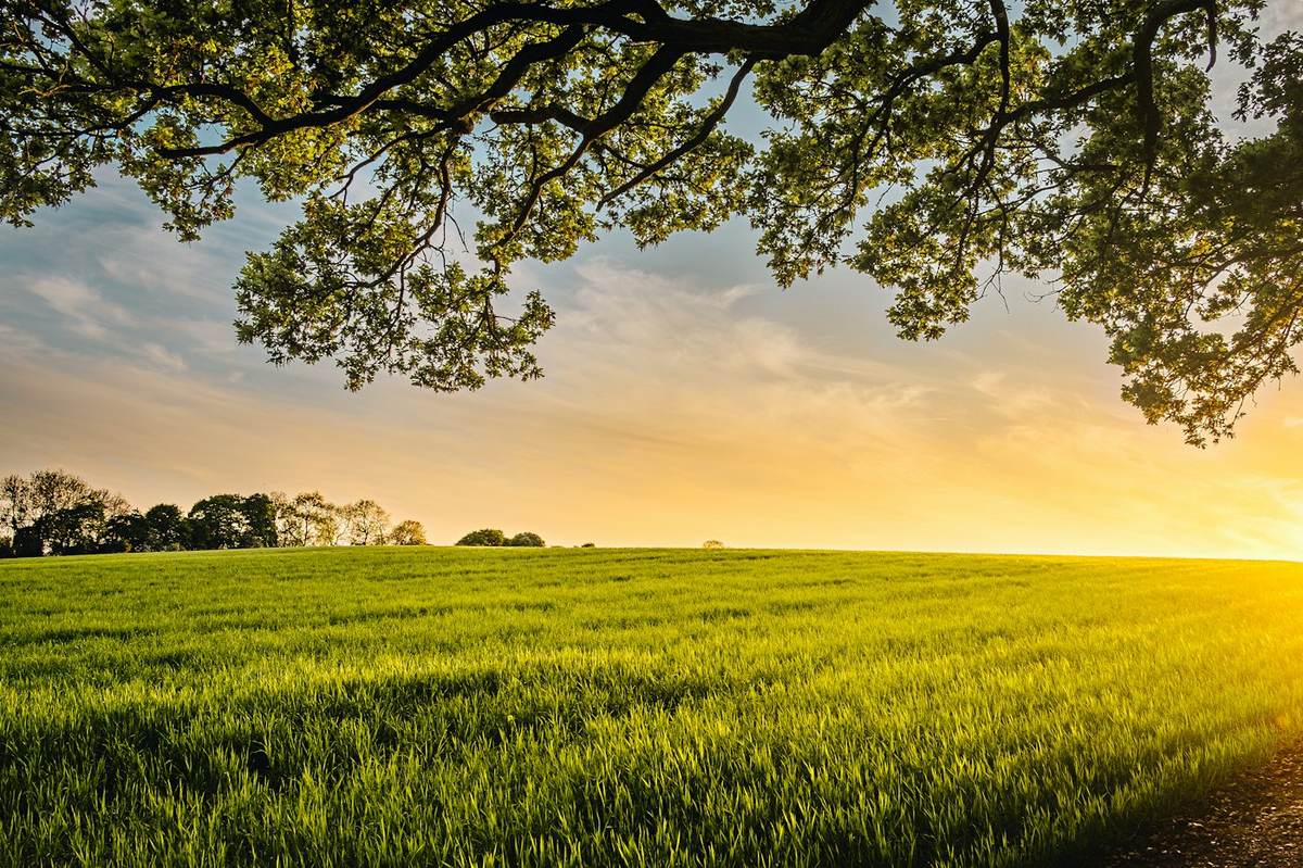 Green Pennsylvania farmland under a large tree at sunset