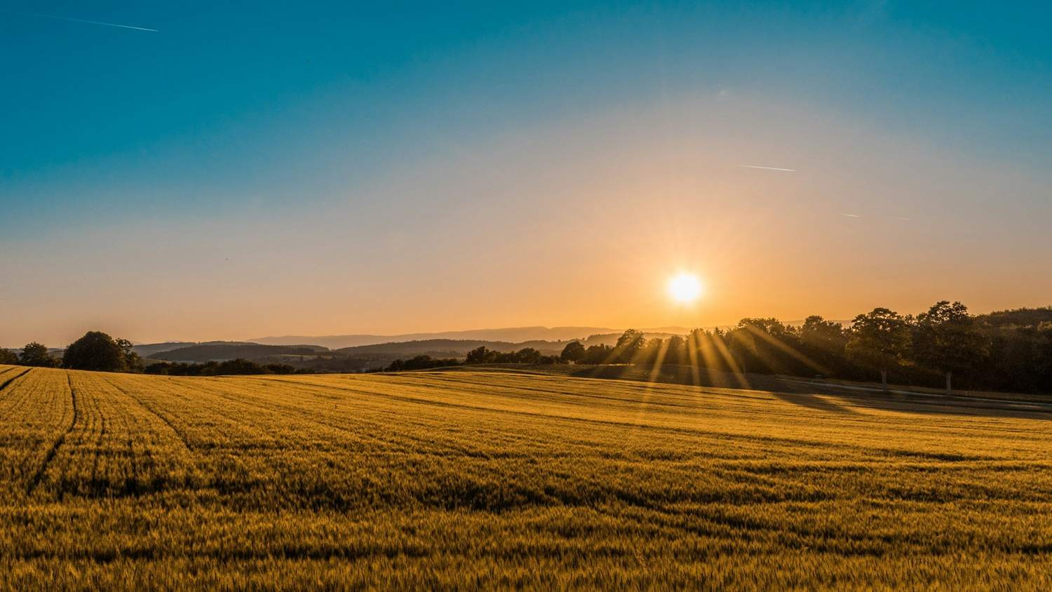 Sunrise over an open field of tall grass